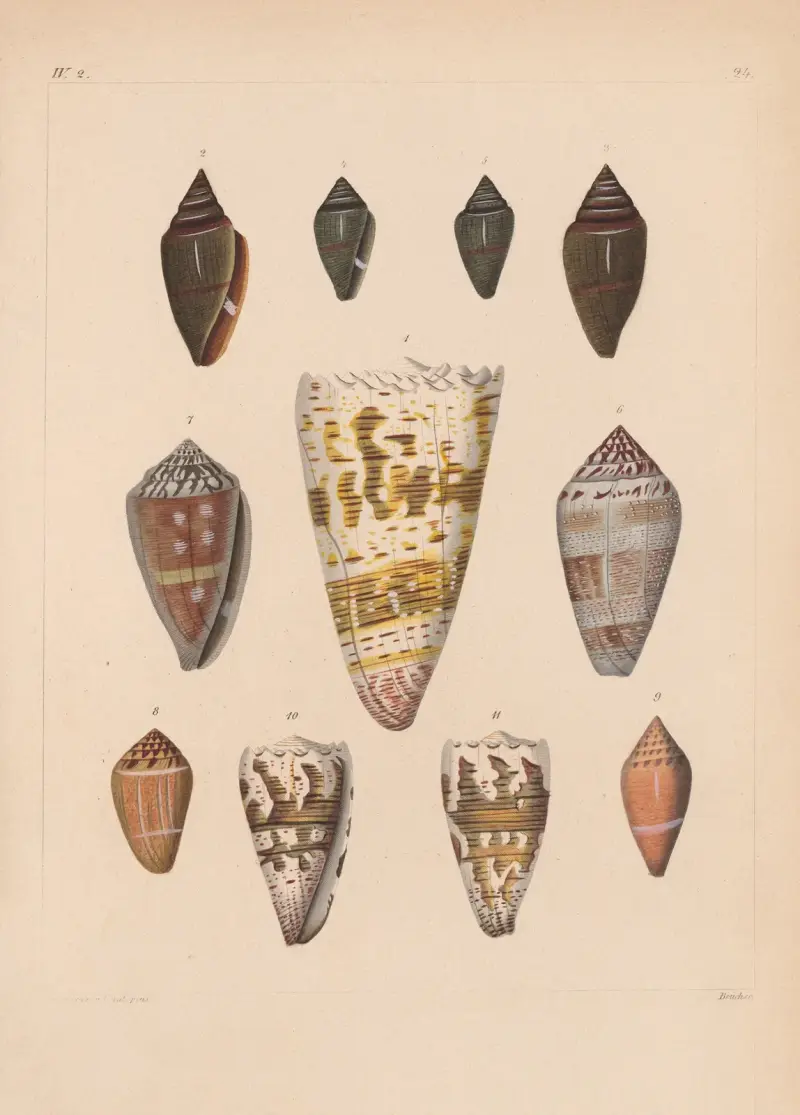 Die Familie der Coneae oder Conidae Pl.25 av Heinrich Conrad Weinkauff