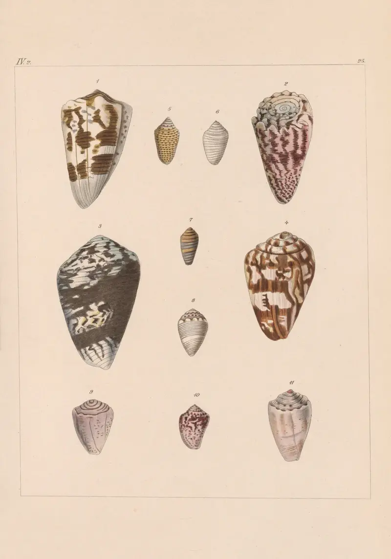 Familjen Coneae eller Conidae pl. 26 av Heinrich Conrad Weinkauff