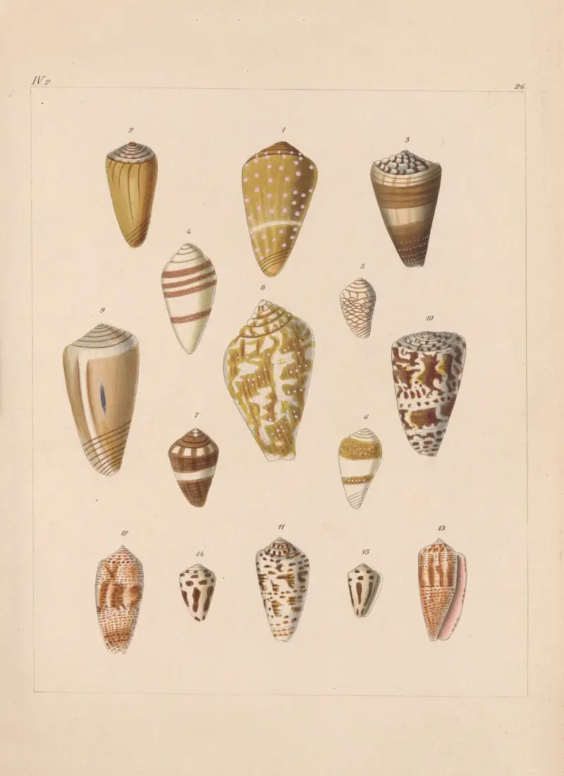 Familjen Coneae eller Conidae pl. 27 av Heinrich Conrad Weinkauff