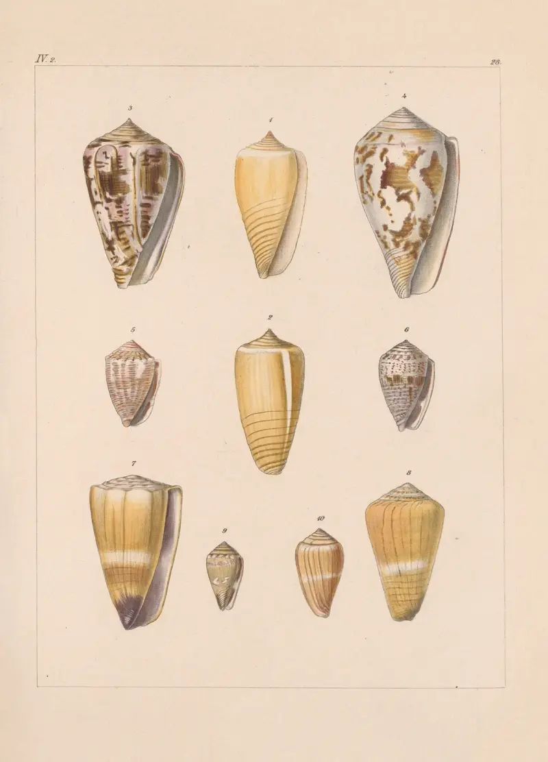 Familjen Coneae eller Conidae pl. 29 av Heinrich Conrad Weinkauff
