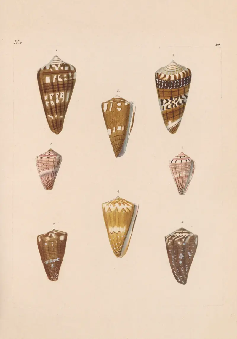 Die Familie der Coneae oder Conidae Pl.30 av Heinrich Conrad Weinkauff