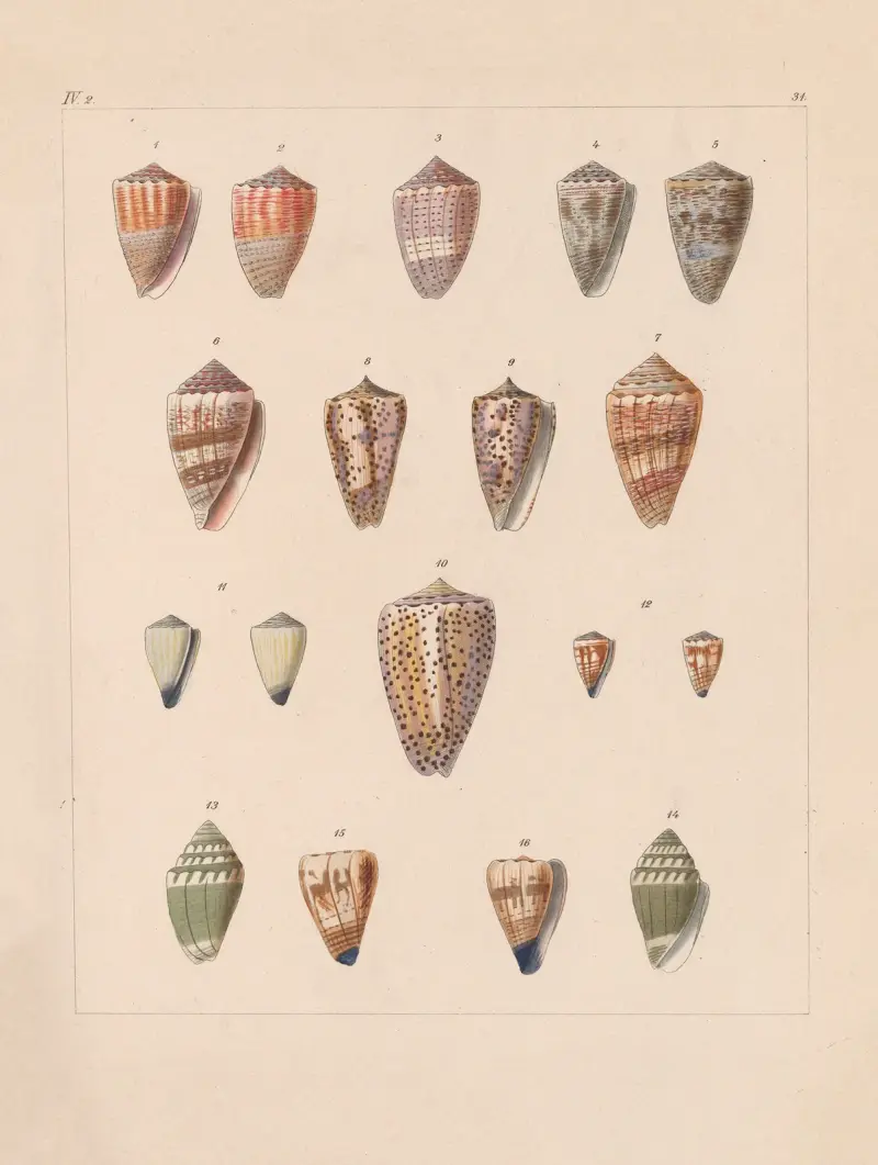 Die Familie der Coneae oder Conidae Pl.32 av Heinrich Conrad Weinkauff