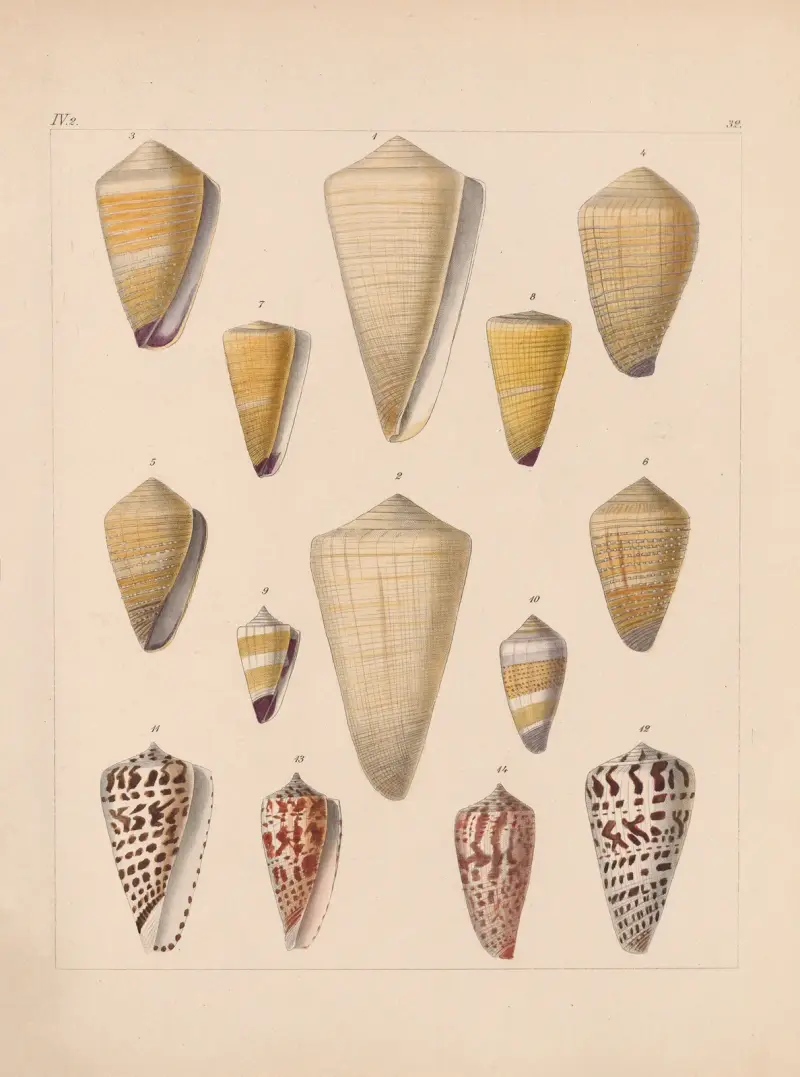 Die Familie der Coneae oder Conidae Pl.33 av Heinrich Conrad Weinkauff