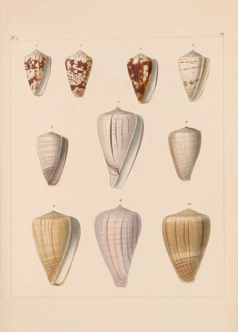 Familjen Coneae eller Conidae pl. 34 av Heinrich Conrad Weinkauff