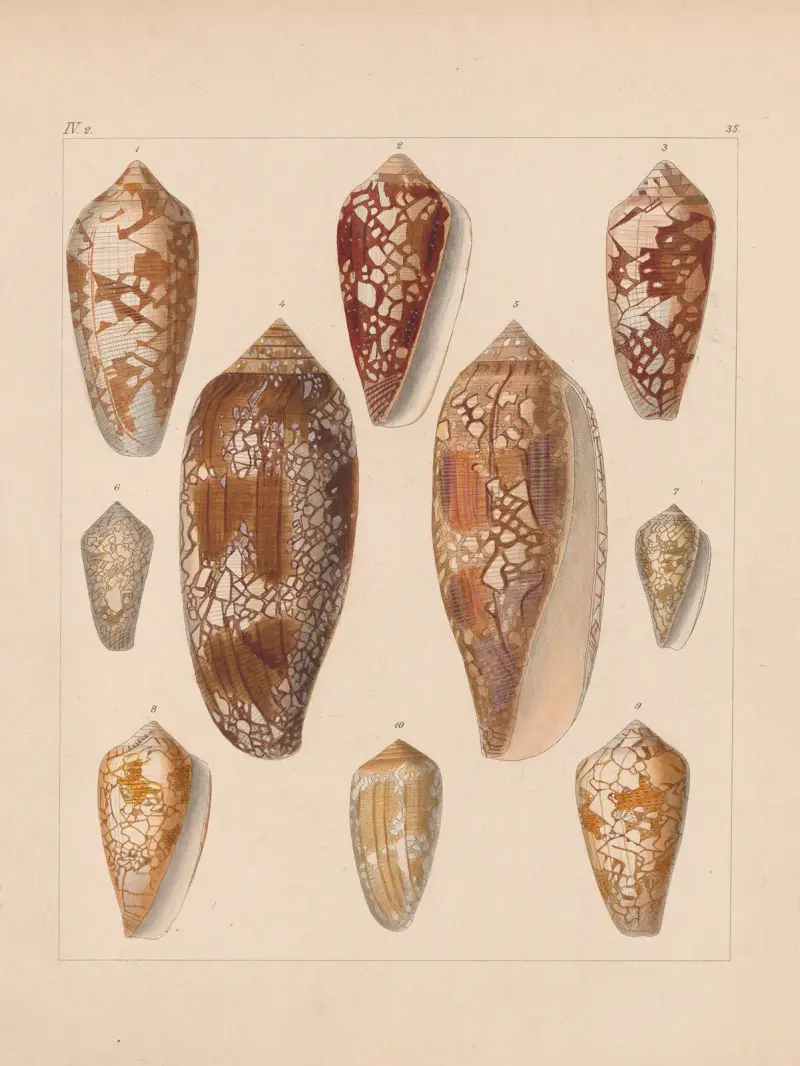 Die Familie der Coneae oder Conidae Pl.36 av Heinrich Conrad Weinkauff