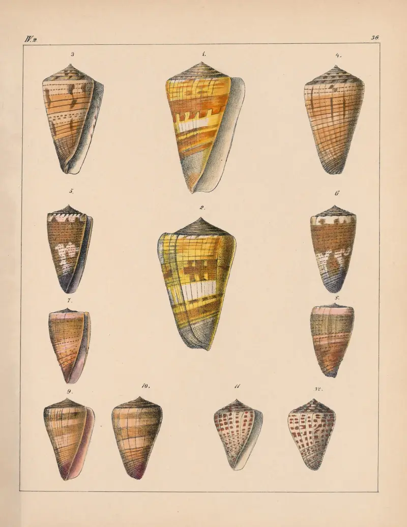 Die Familie der Coneae oder Conidae Pl.37 av Heinrich Conrad Weinkauff