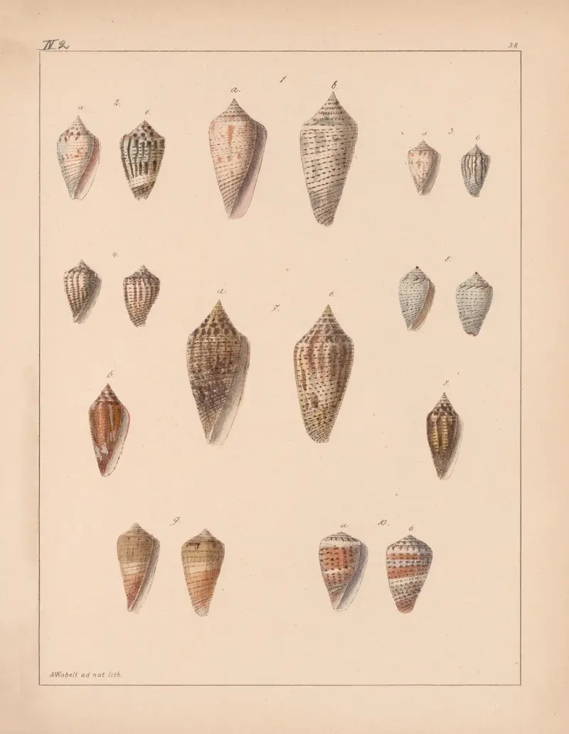 Die Familie der Coneae oder Conidae Pl.39 av Heinrich Conrad Weinkauff