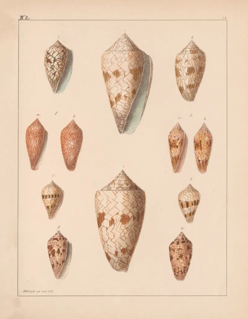 Die Familie der Coneae oder Conidae Pl.40 av Heinrich Conrad Weinkauff