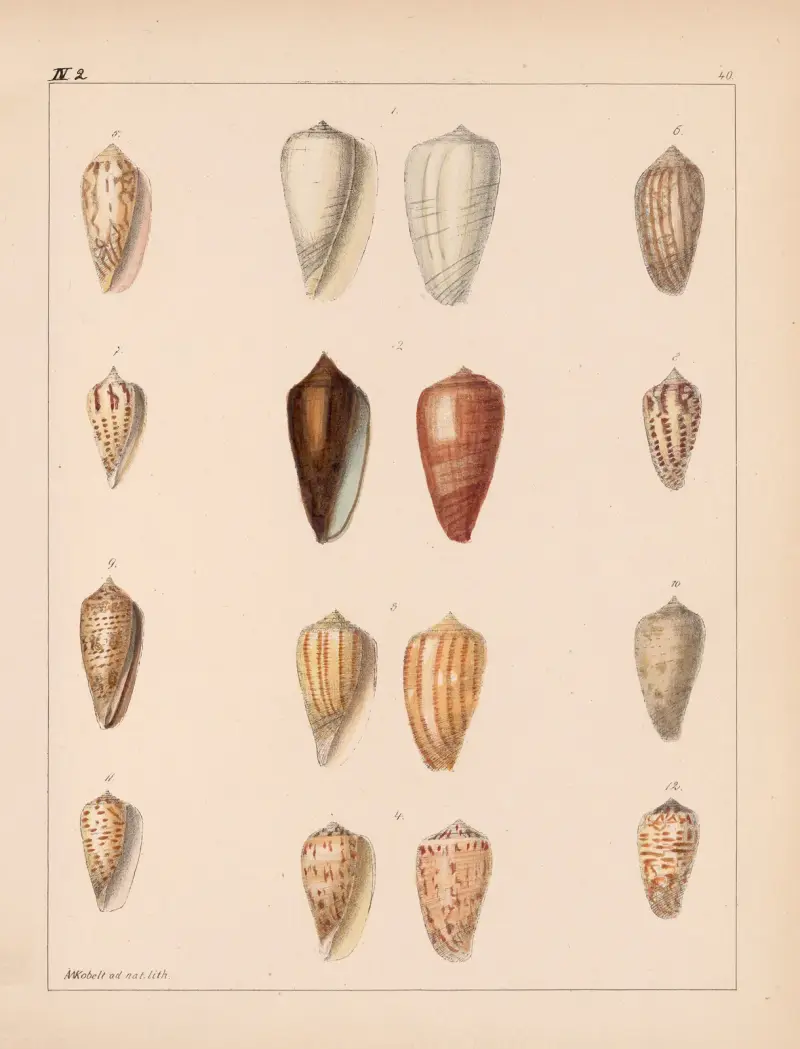 Die Familie der Coneae oder Conidae Pl.41 av Heinrich Conrad Weinkauff