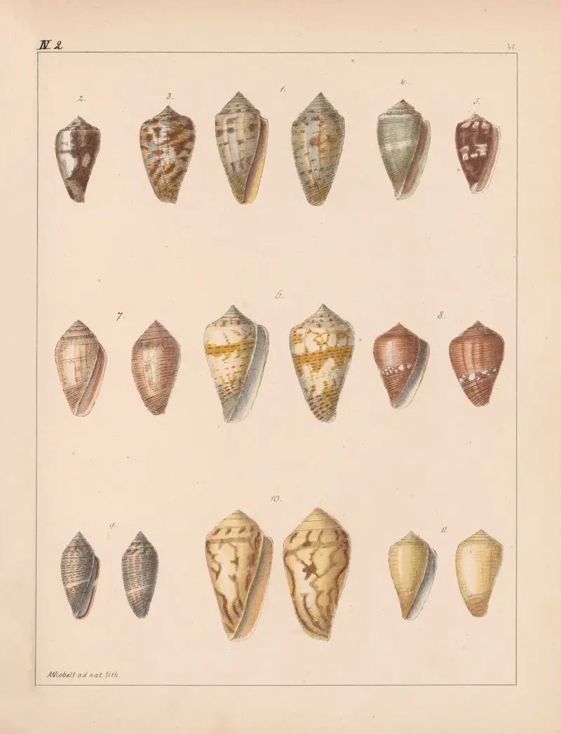 Die Familie der Coneae oder Conidae Pl.42 av Heinrich Conrad Weinkauff