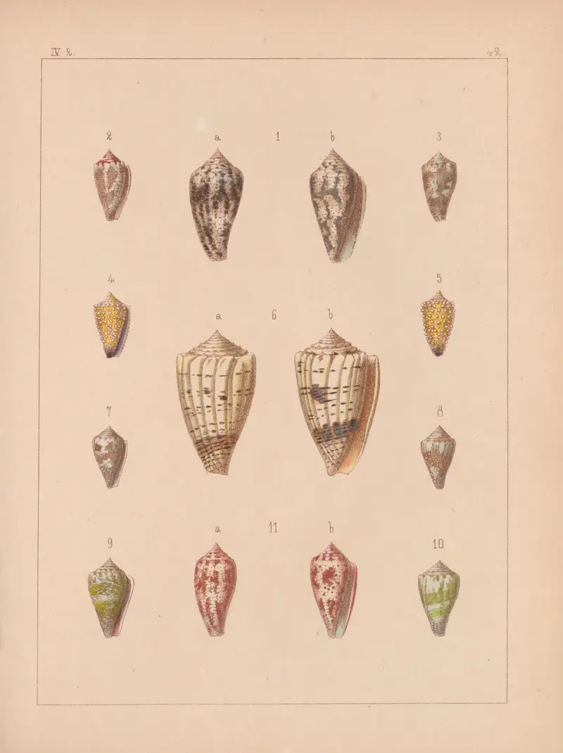 Familjen Coneae eller Conidae, plansch 43 av Heinrich Conrad Weinkauff