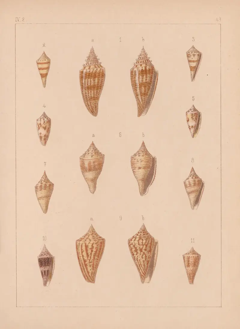 Familjen Coneae eller Conidae, plansch 44 av Heinrich Conrad Weinkauff