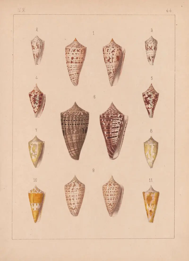 Die Familie der Coneae oder Conidae Pl.45 av Heinrich Conrad Weinkauff