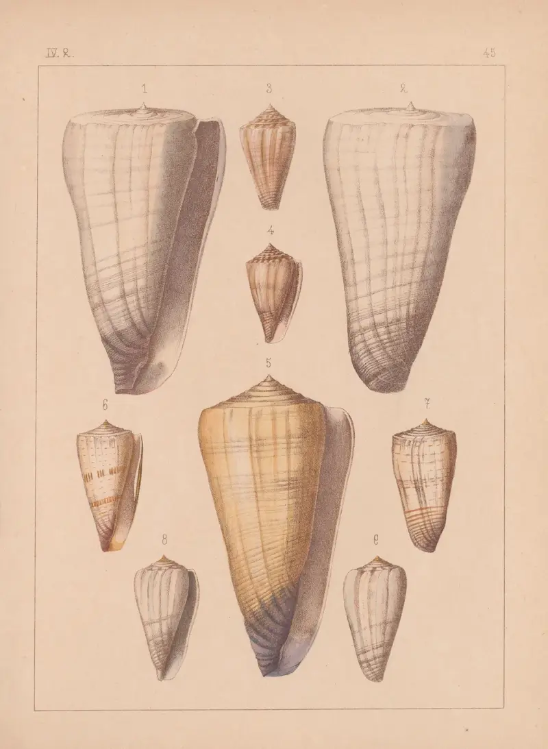 Die Familie der Coneae oder Conidae Pl.46 av Heinrich Conrad Weinkauff