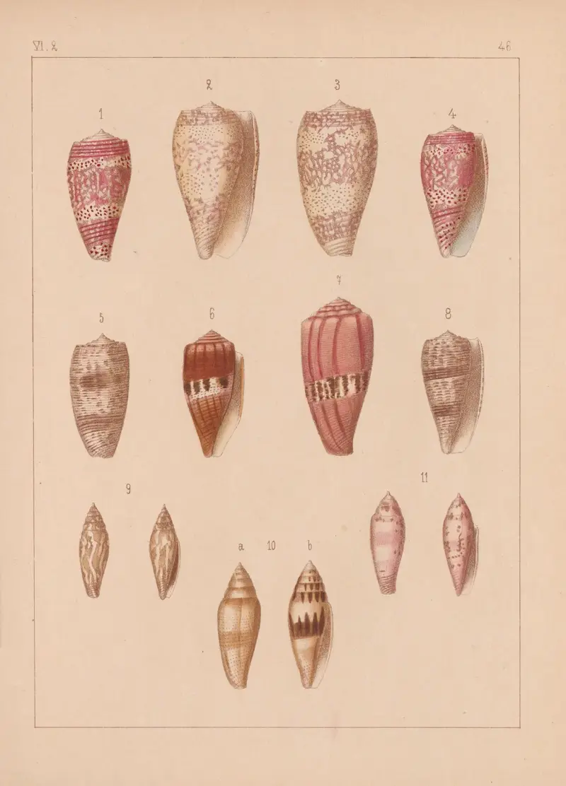 Familjen Coneae eller Conidae pl. 47 av Heinrich Conrad Weinkauff