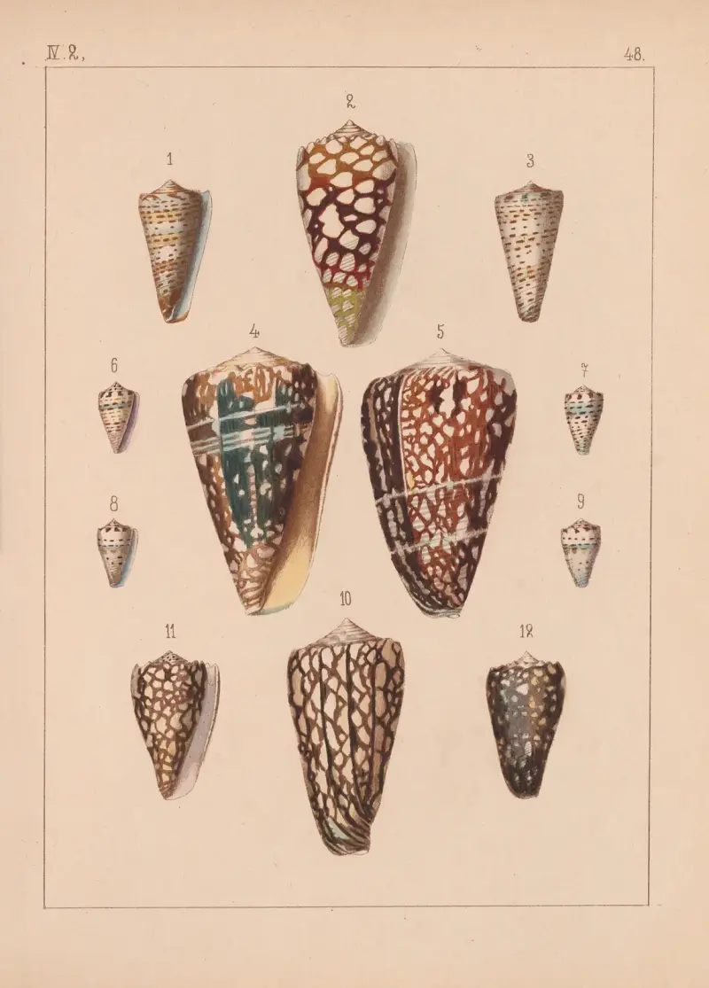 Die Familie der Coneae oder Conidae Pl.49 av Heinrich Conrad Weinkauff