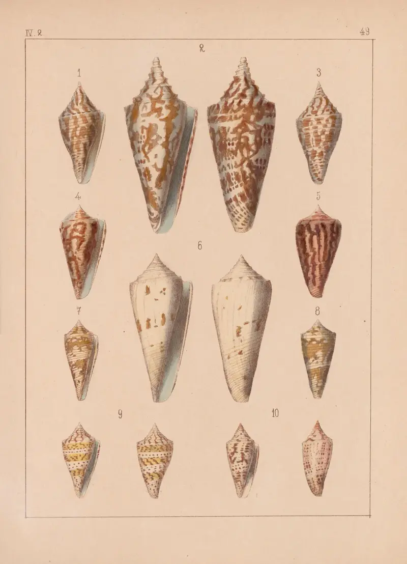 Die Familie der Coneae oder Conidae Pl.50 av Heinrich Conrad Weinkauff