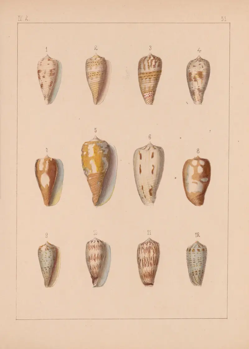 Familjen Coneae eller Conidae plansch 52 av Heinrich Conrad Weinkauff