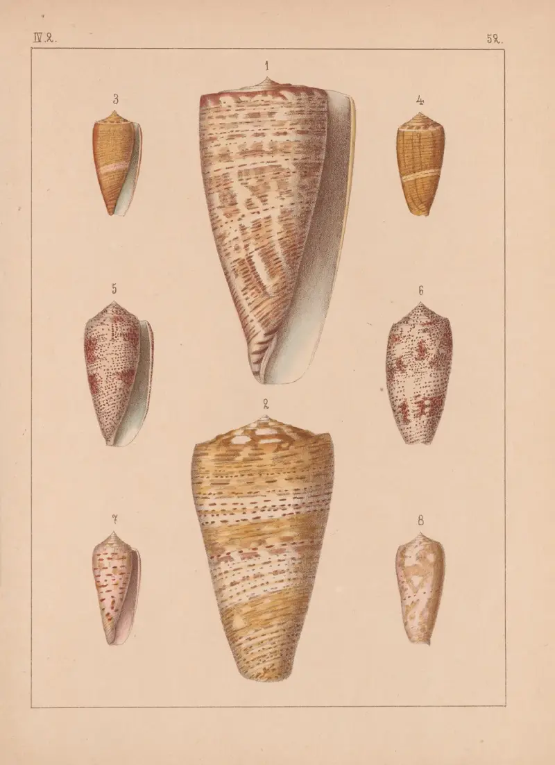 Familjen Coneae eller Conidae pl. 53 av Heinrich Conrad Weinkauff