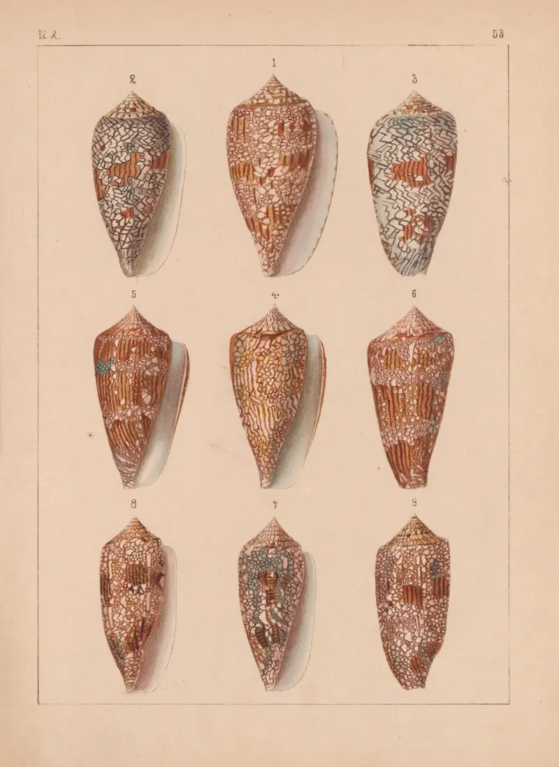 Die Familie der Coneae oder Conidae Pl.54 av Heinrich Conrad Weinkauff