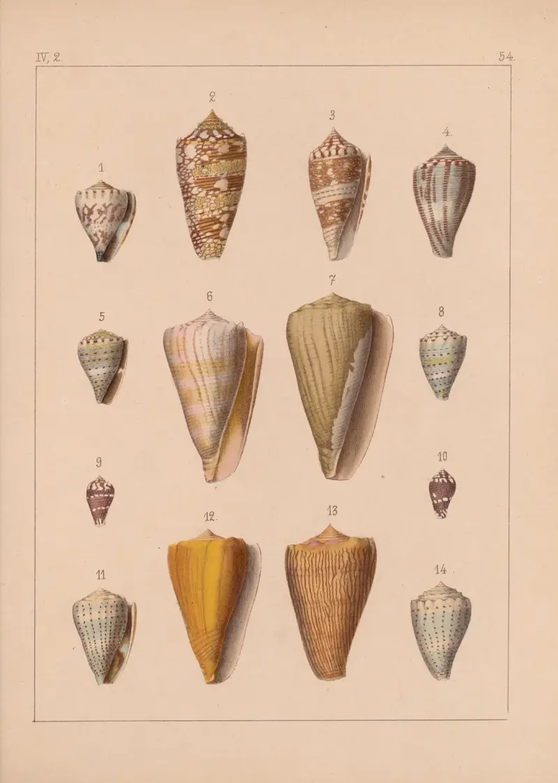 Die Familie der Coneae oder Conidae Pl.55 av Heinrich Conrad Weinkauff