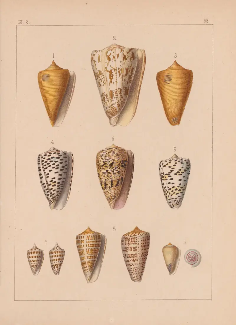 Familjen Coneae eller Conidae plansch 56 av Heinrich Conrad Weinkauff