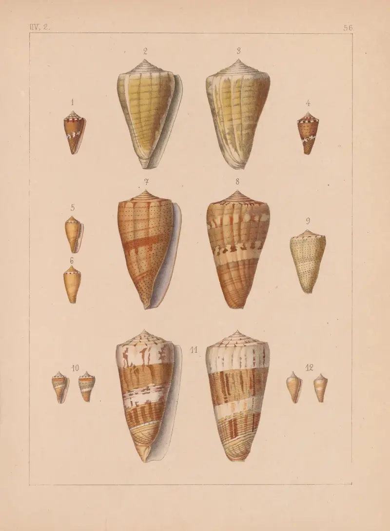 Familjen Coneae eller Conidae, plansch 57 av Heinrich Conrad Weinkauff