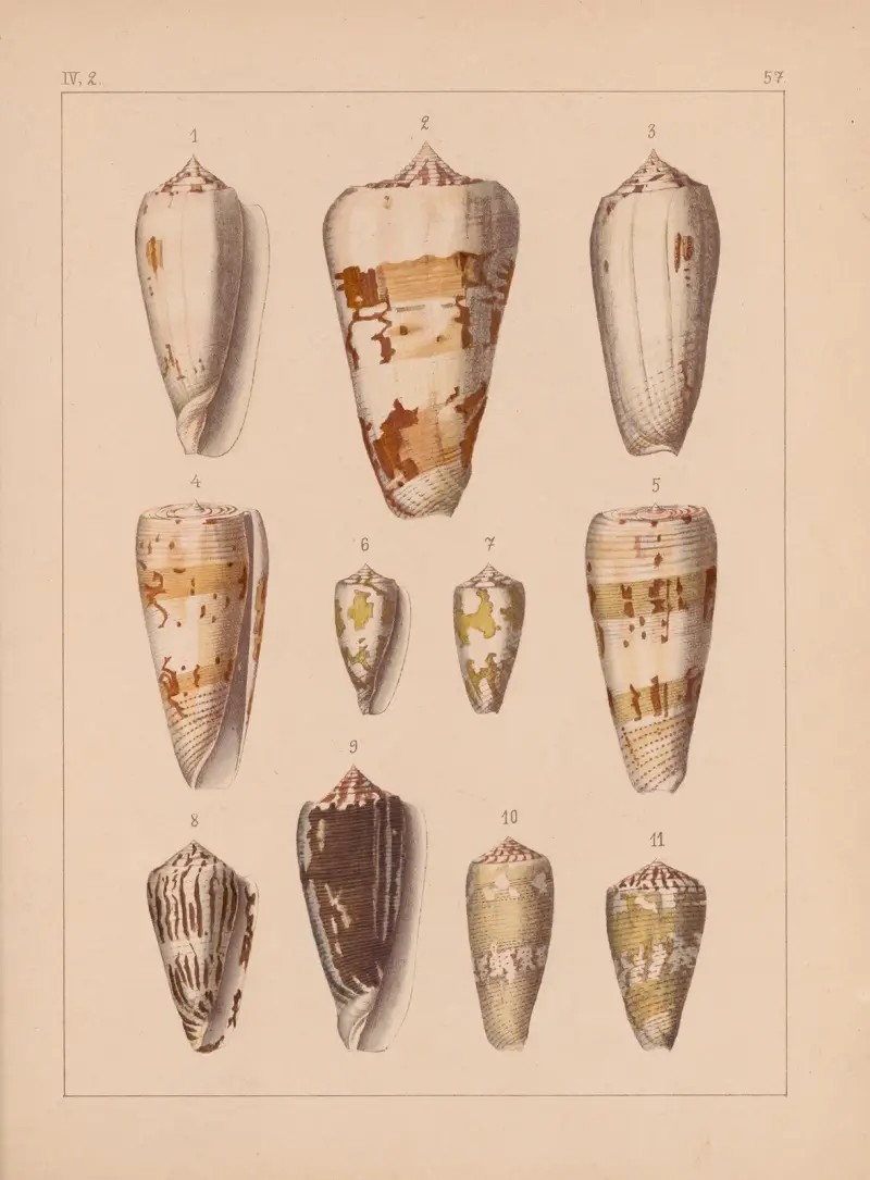 Die Familie der Coneae oder Conidae Pl.58 av Heinrich Conrad Weinkauff