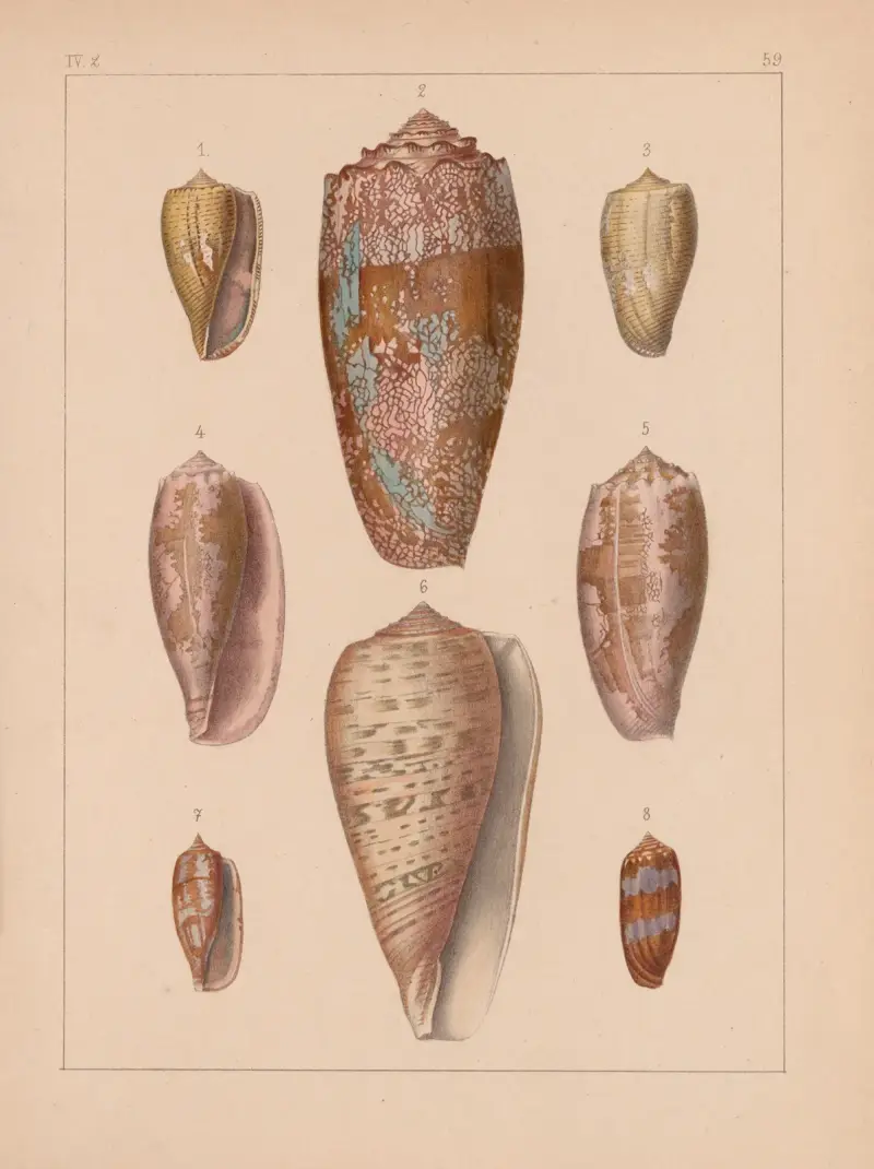 Die Familie der Coneae oder Conidae Pl.60 av Heinrich Conrad Weinkauff