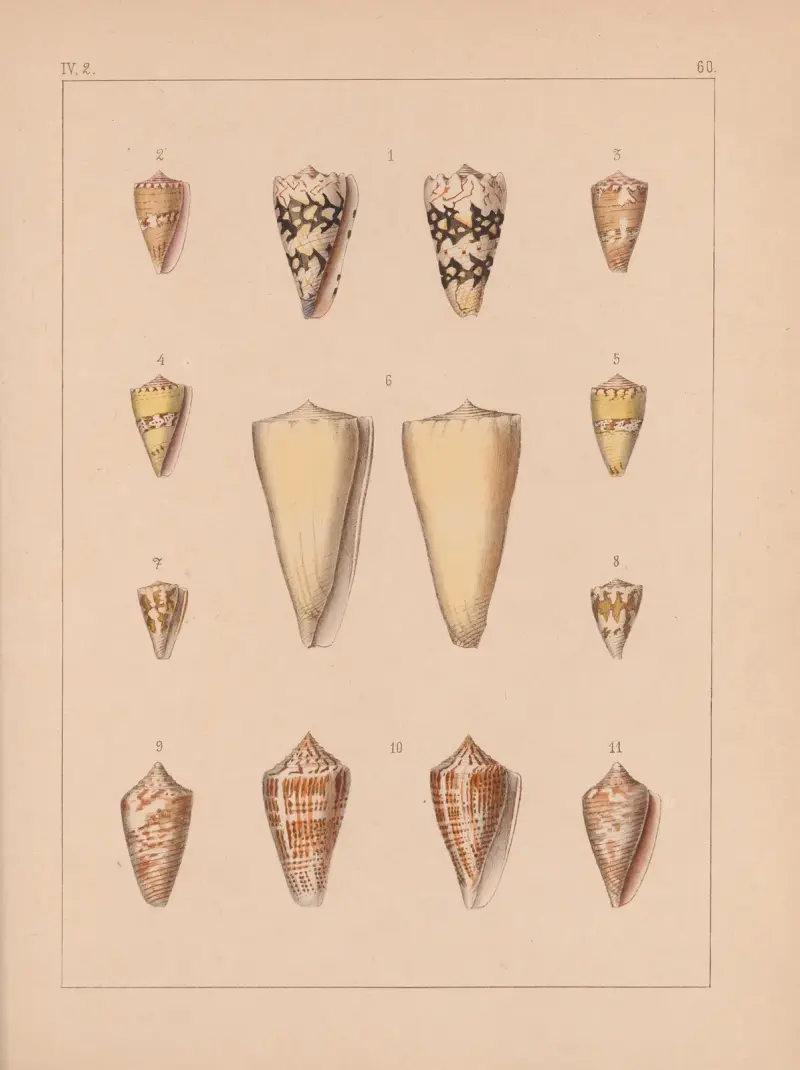 Die Familie der Coneae oder Conidae Pl.61 av Heinrich Conrad Weinkauff