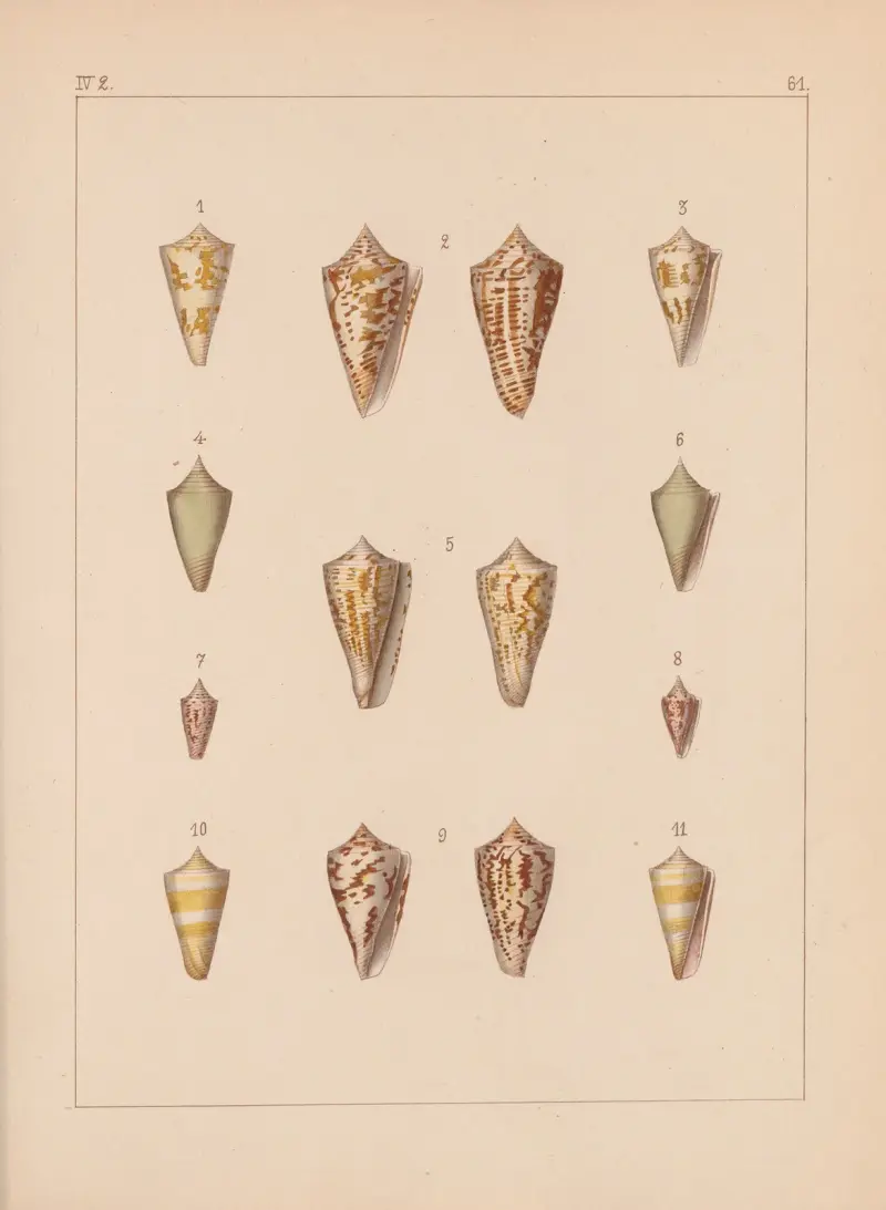 Die Familie der Coneae oder Conidae Pl.62 av Heinrich Conrad Weinkauff