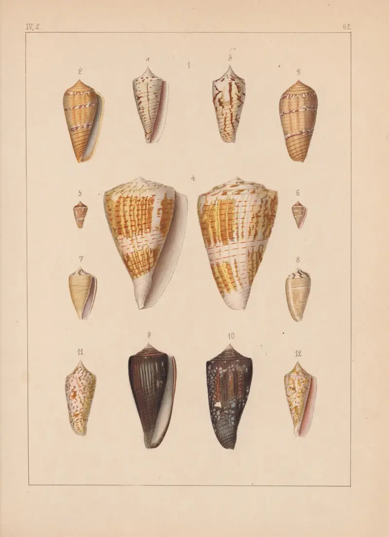 Die Familie der Coneae oder Conidae Pl.63 av Heinrich Conrad Weinkauff