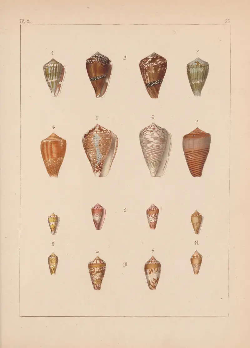 Die Familie der Coneae oder Conidae Pl.64 av Heinrich Conrad Weinkauff