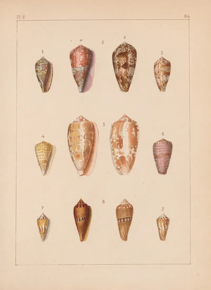 Familjen Coneae eller Conidae pl. 65 av Heinrich Conrad Weinkauff