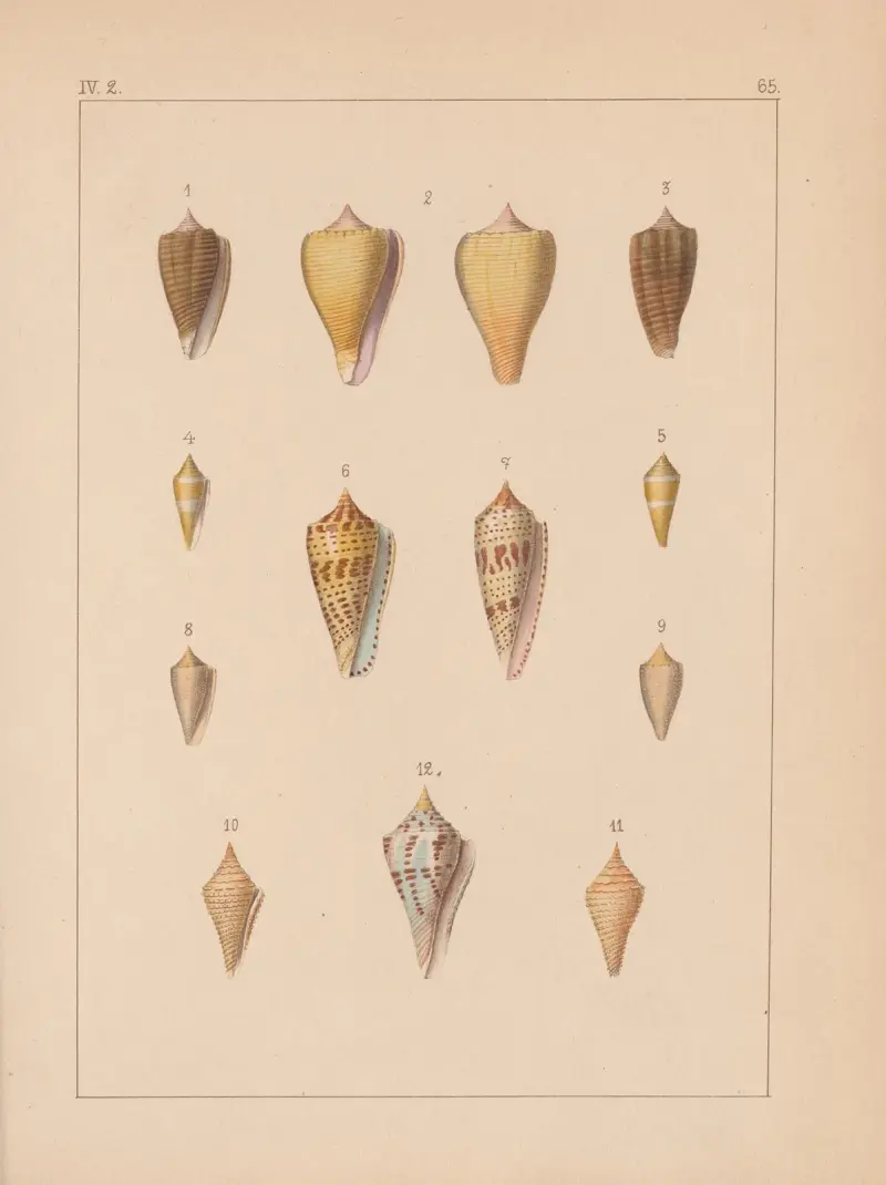 Die Familie der Coneae oder Conidae Pl.66 av Heinrich Conrad Weinkauff