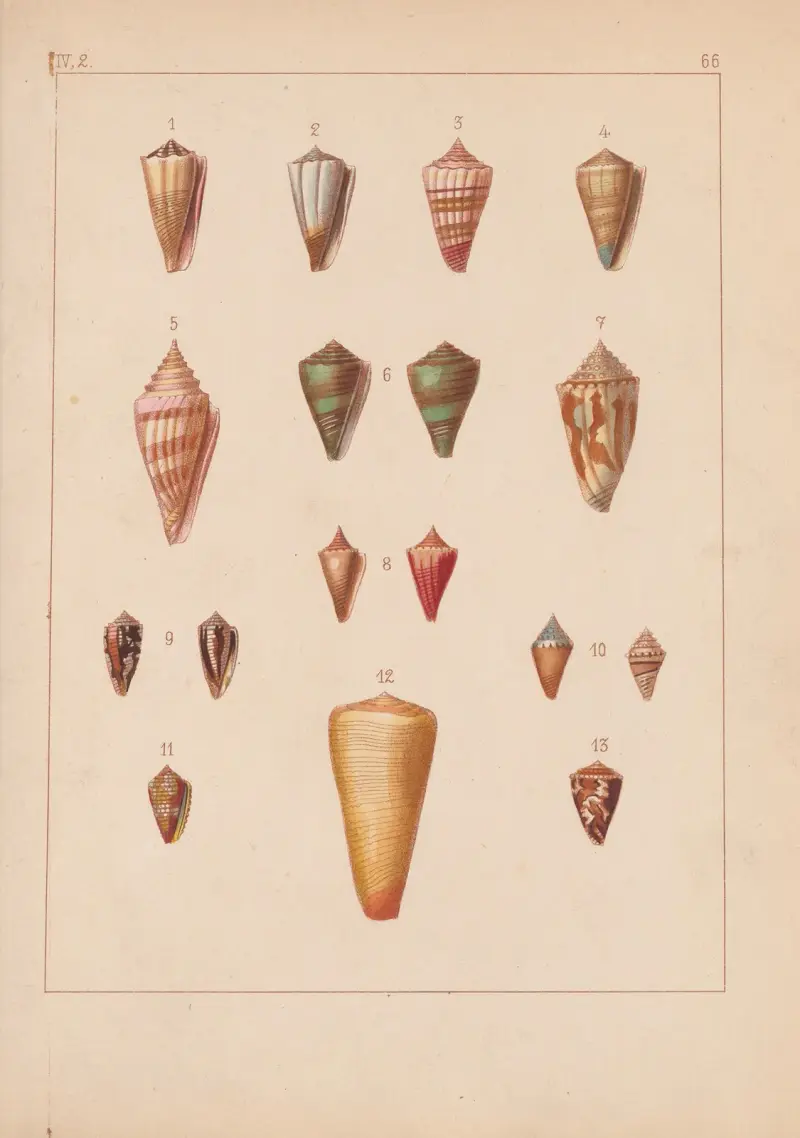 Familjen Coneae eller Conidae Pl.67 av Heinrich Conrad Weinkauff