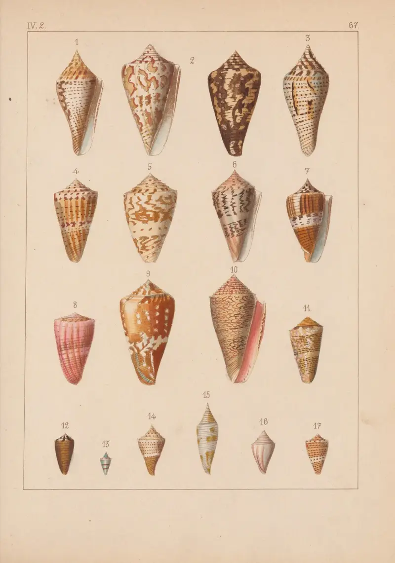 Familjen Coneae eller Conidae pl. 68 av Heinrich Conrad Weinkauff