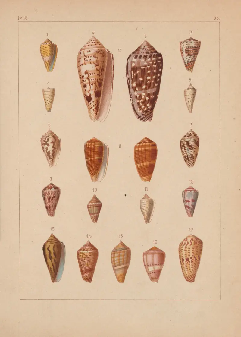 Familjen Coneae eller Conidae pl. 69 av Heinrich Conrad Weinkauff