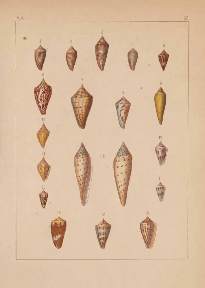 Familjen Coneae eller Conidae pl. 70 av Heinrich Conrad Weinkauff