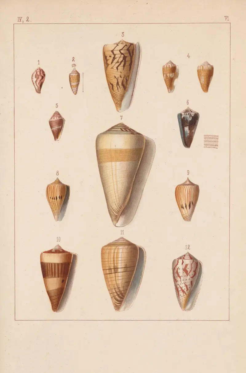 Die Familie der Coneae oder Conidae Pl.72 av Heinrich Conrad Weinkauff