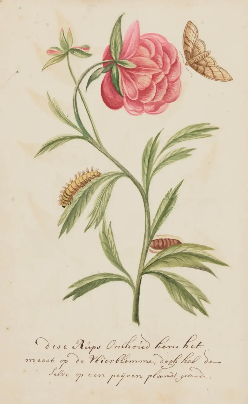 A Comprehensive Collection of European Insects Pl.298 av Cornelis Markée