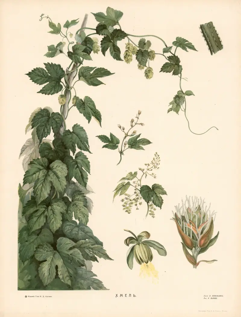 Hopfen von T-va I. D. Sytina