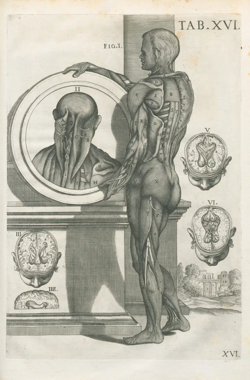 Tabulae anatomicae a celeberrimo pictore Petro Berretino Cortonensi Pl.16 av Pietro da Cortona