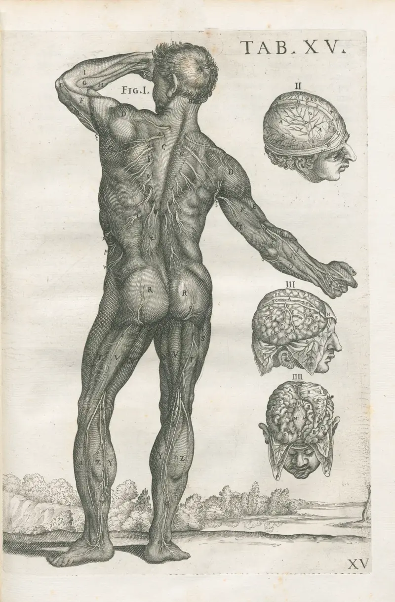 Tabulae anatomicae a celeberrimo pictore Petro Berretino Cortonensi Pl.15 av Pietro da Cortona