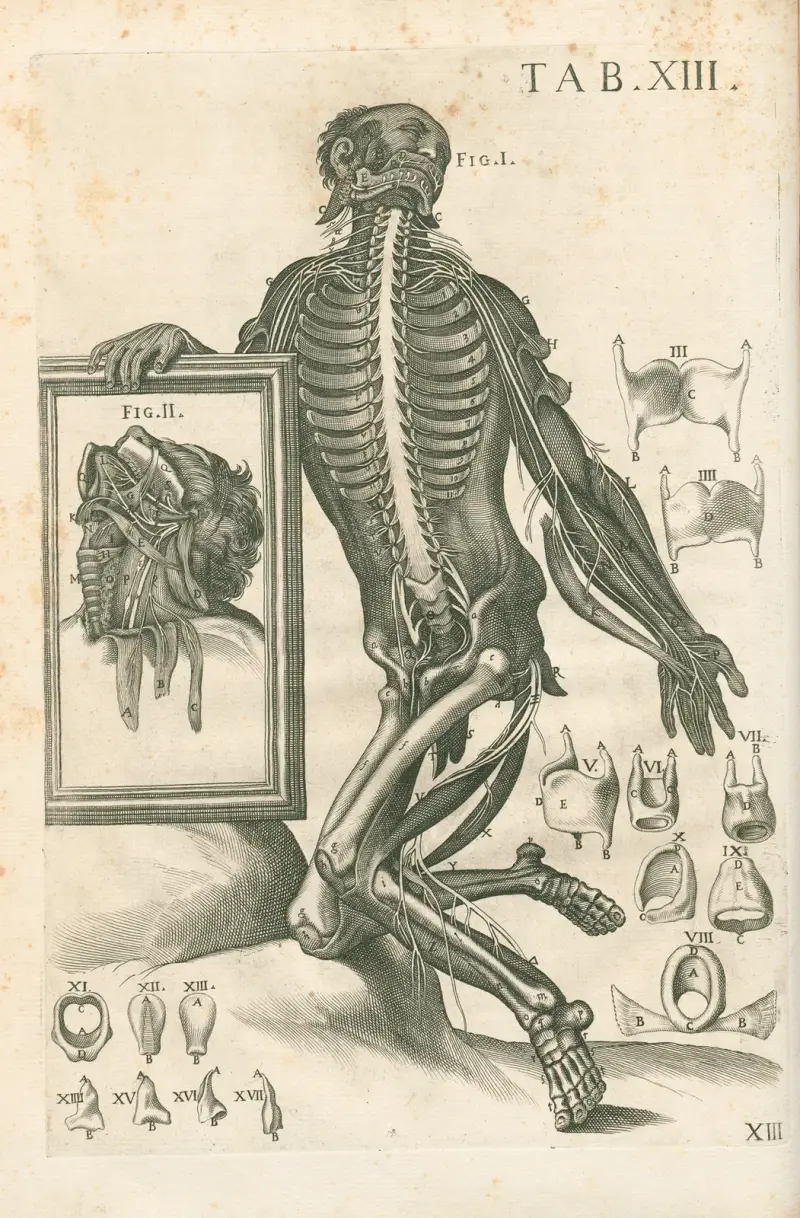 Tabulae anatomicae a celeberrimo pictore Petro Berretino Cortonensi Pl.13 av Pietro da Cortona