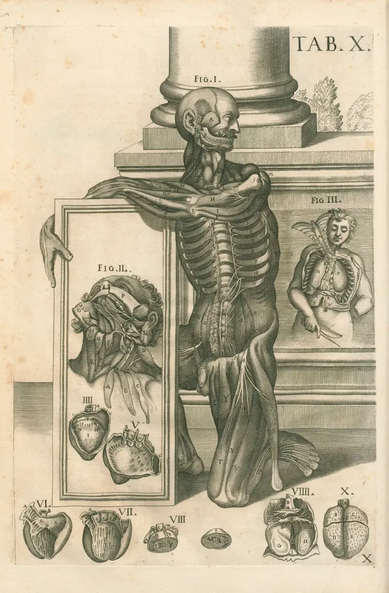 Tabulae anatomicae a celeberrimo pictore Petro Berretino Cortonensi Pl.10 av Pietro da Cortona