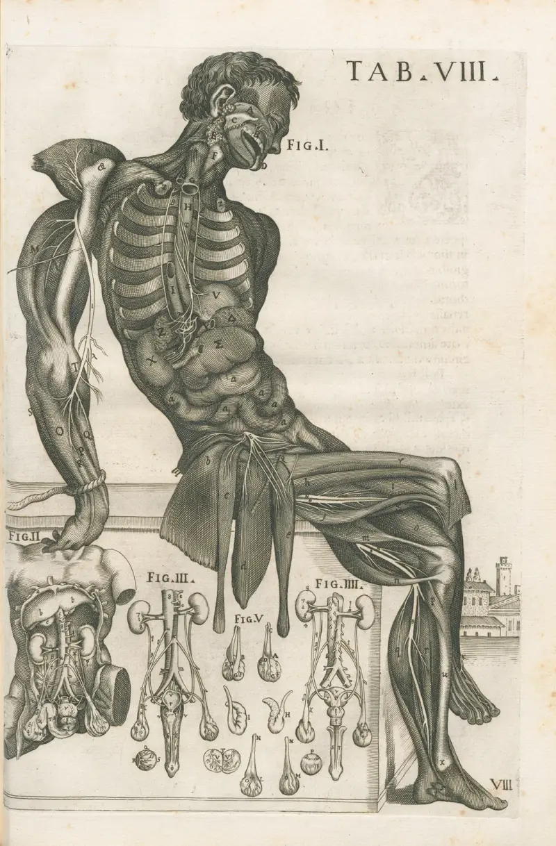 Tabulae anatomicae a celeberrimo pictore Petro Berretino Cortonensi Pl.08 av Pietro da Cortona