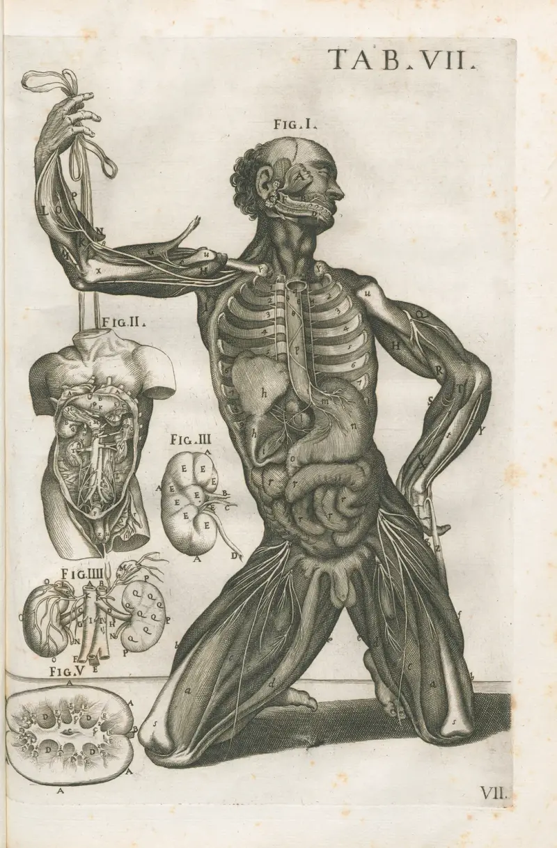 Tabulae anatomicae a celeberrimo pictore Petro Berretino Cortonensi Pl.07 av Pietro da Cortona