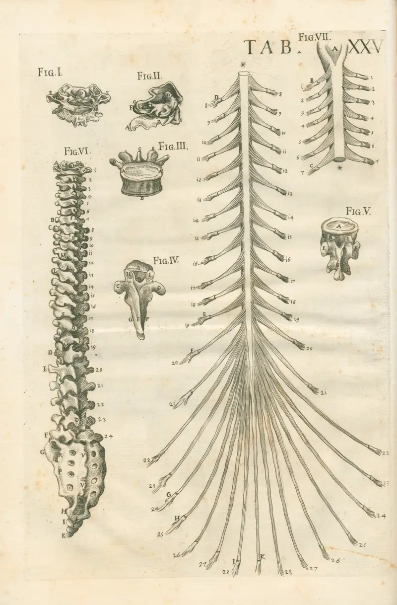 Tabulae anatomicae a celeberrimo pictore Petro Berretino Cortonensi Pl.25 av Pietro da Cortona