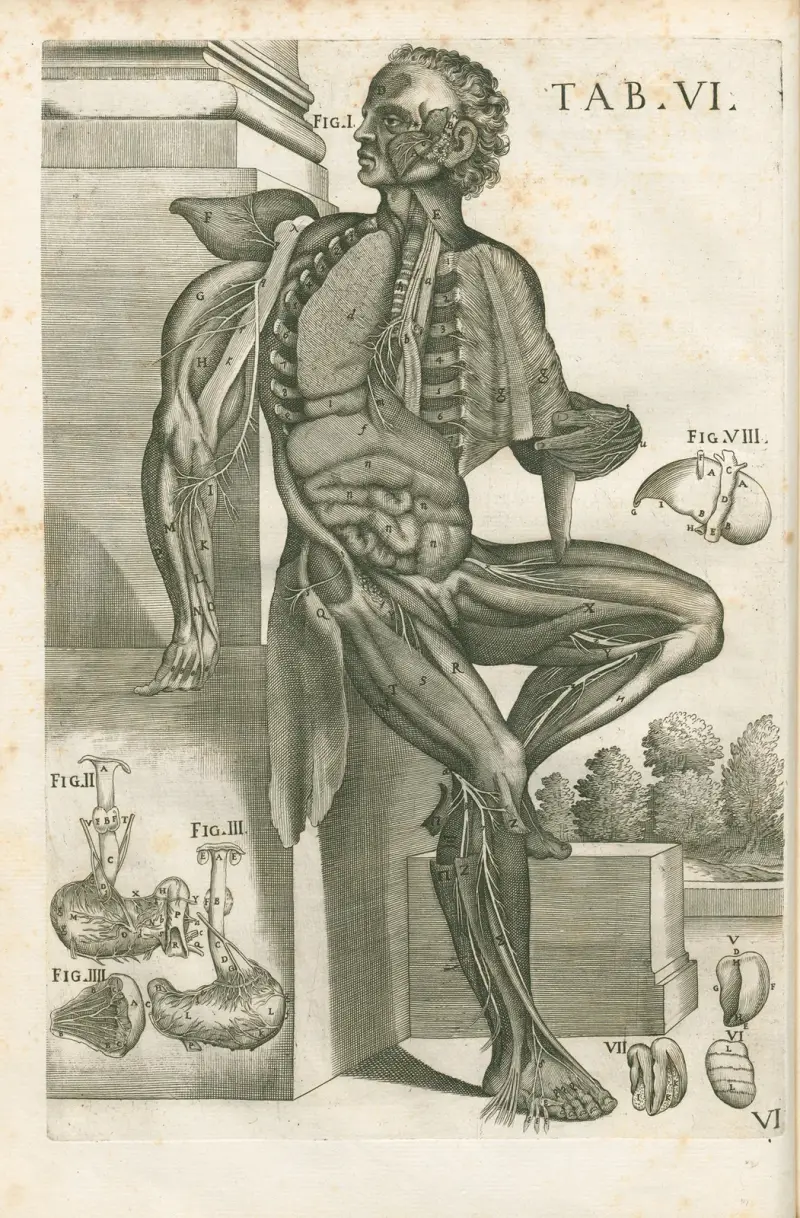 Tabulae anatomicae a celeberrimo pictore Petro Berretino Cortonensi Pl.06 av Pietro da Cortona